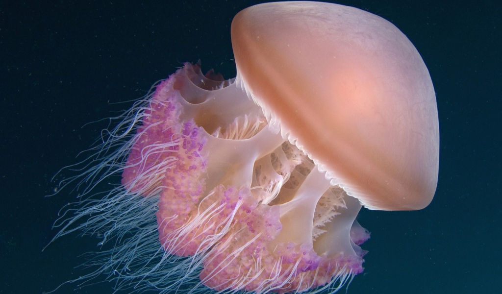 Медуза Индонезии