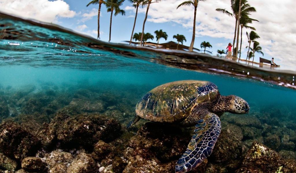 Морская черепаха плывет