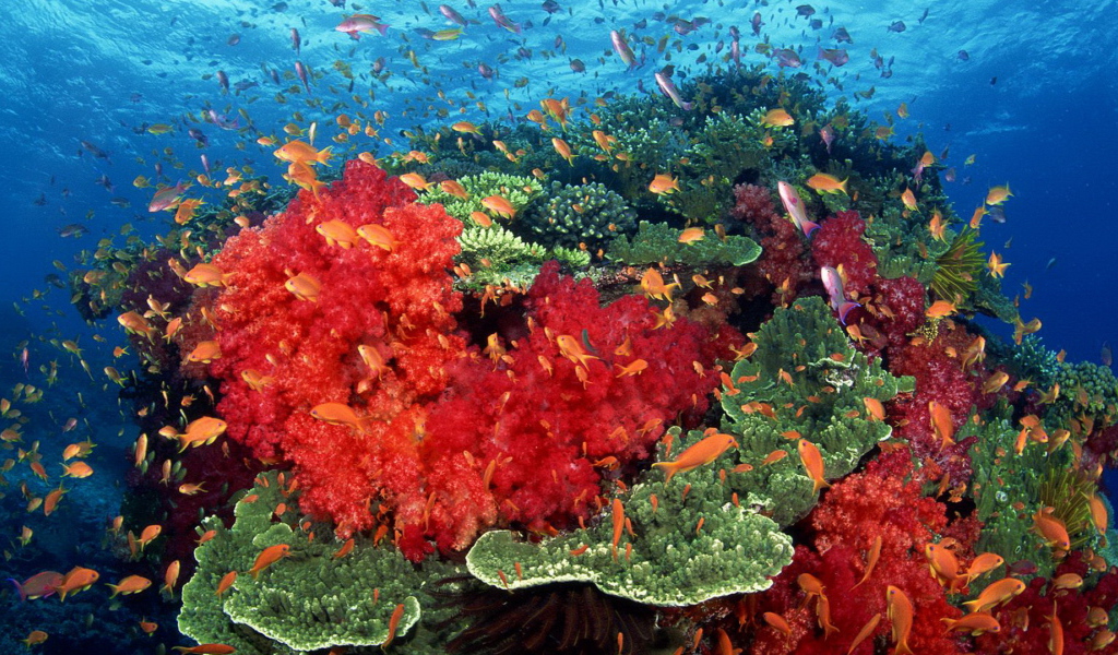 Красные кораллы