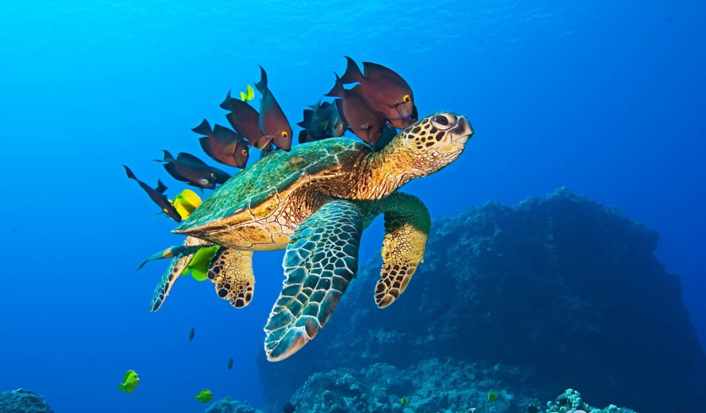 Морская черепаха и рыбы