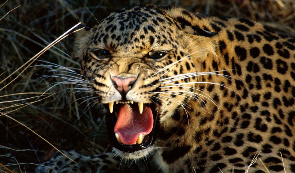 Агрессивный леопард