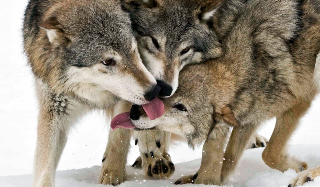 Общение волков