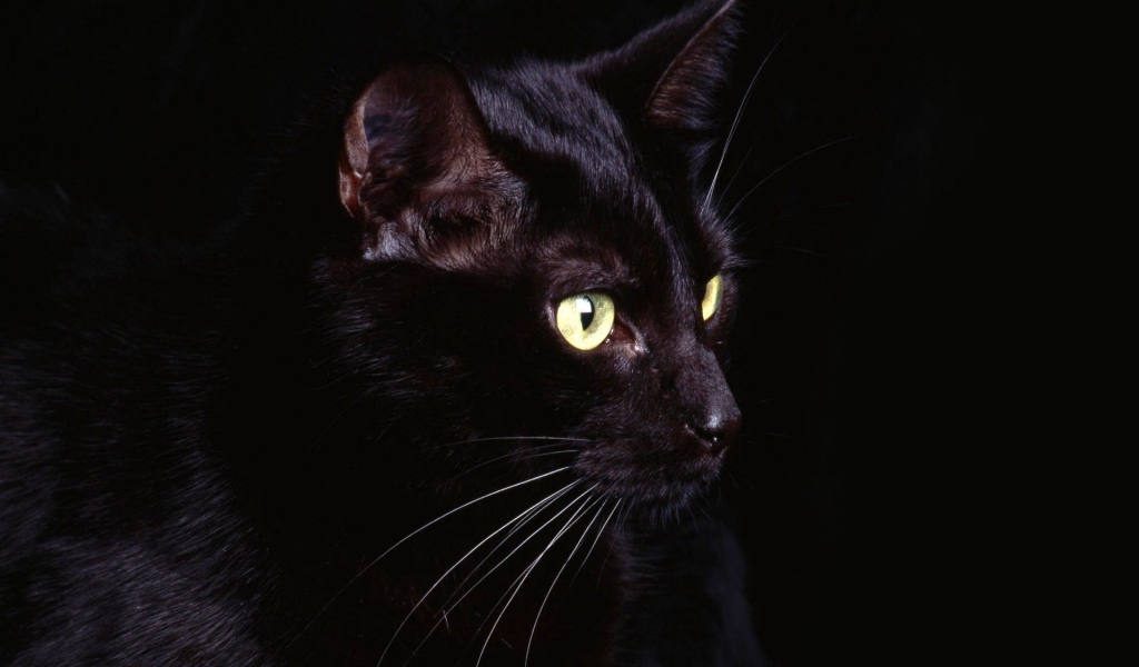 Удивленный кот на черном фоне