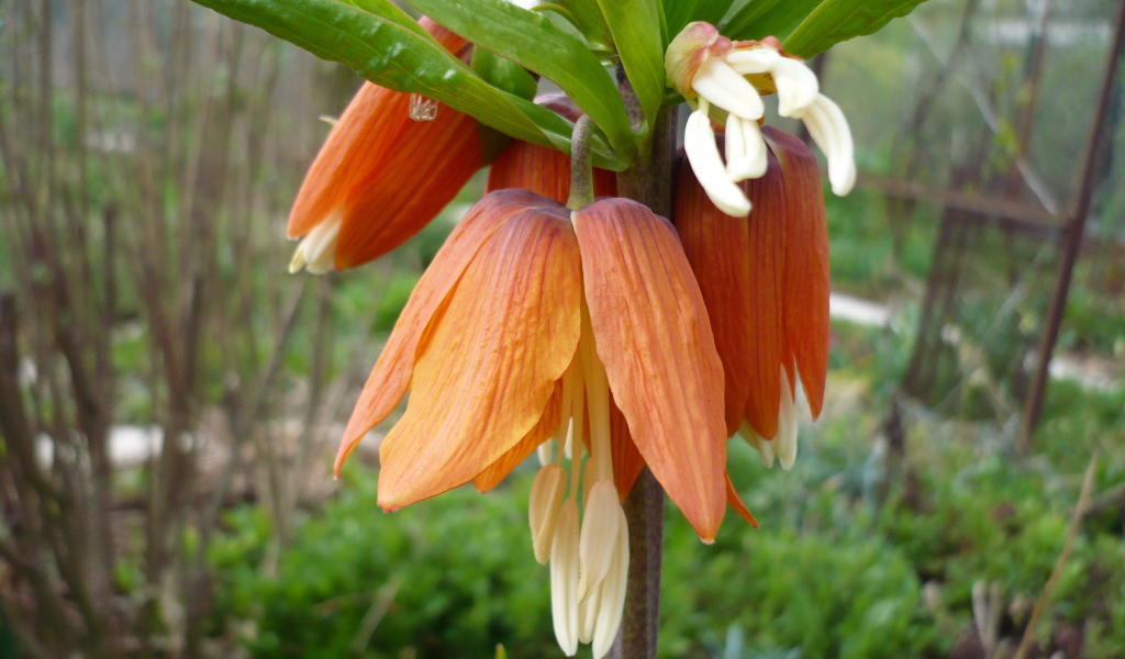 Красивый цветок рябчик императорский на клумбе в саду