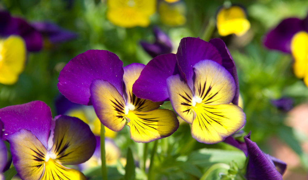 Красивые цветы желто-фиолетовые анютины глазки