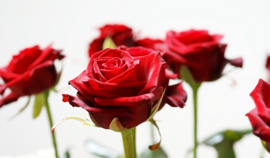 Красивые красные розы на белом фоне