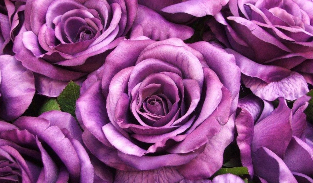 Большие фиолетовые розы