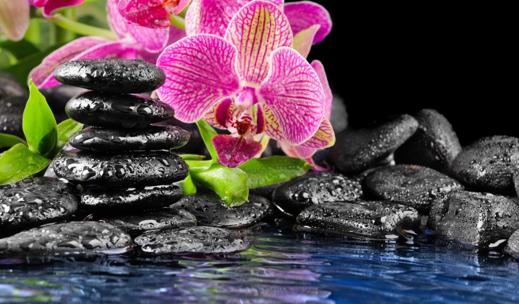 Розовые орхидеи и черные камни