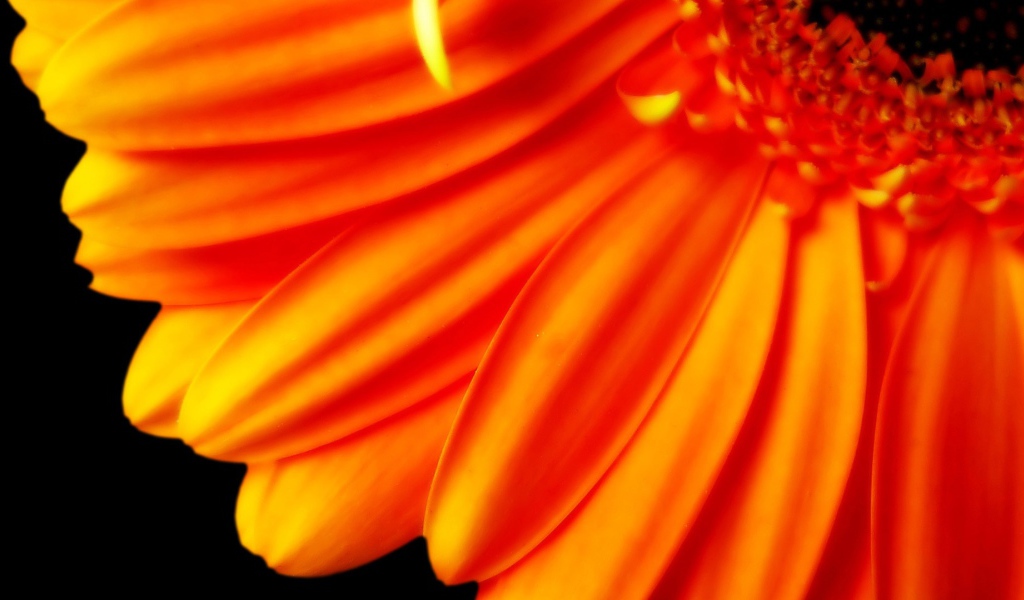 Большой оранжевый цветок