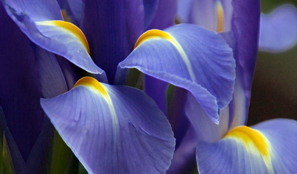 Великолепный фиолетовый цветок