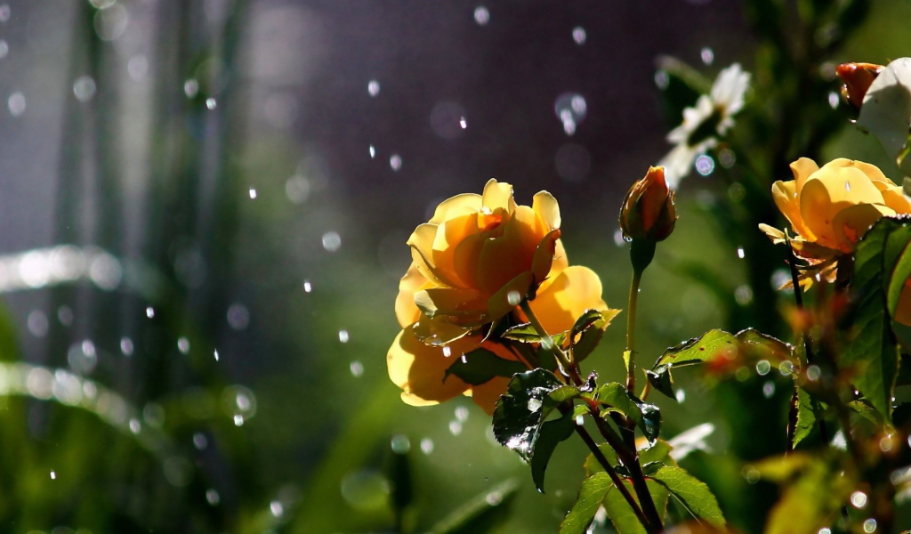 Желтые розы под дождем