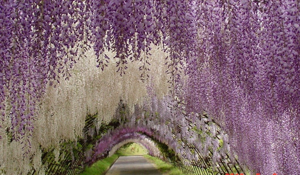 Висячий сад в Японии