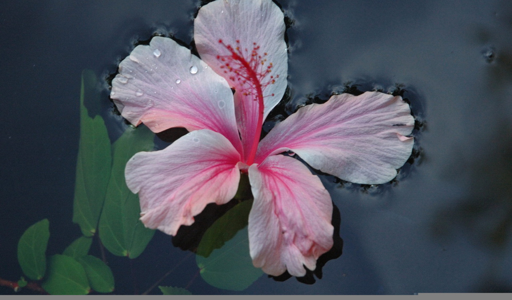 Розовый цветок на воде