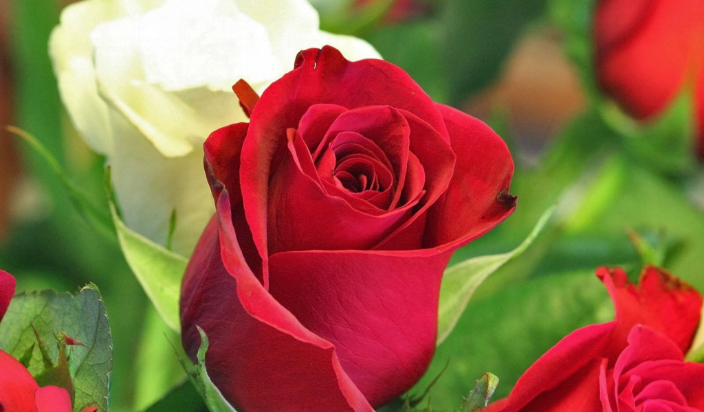 Красная и белая роза