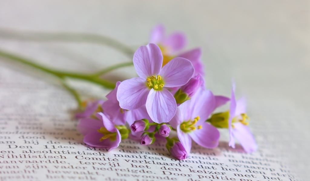 Мелкие полевые цветы на книге