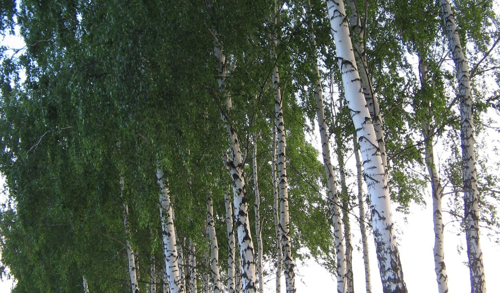 Кроны березовых деревьев