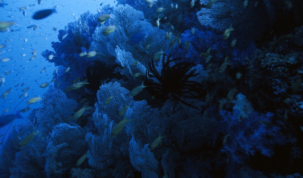 Голубое подводное царство