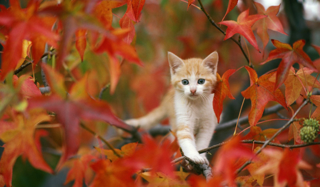Котенок на осеннем дереве
