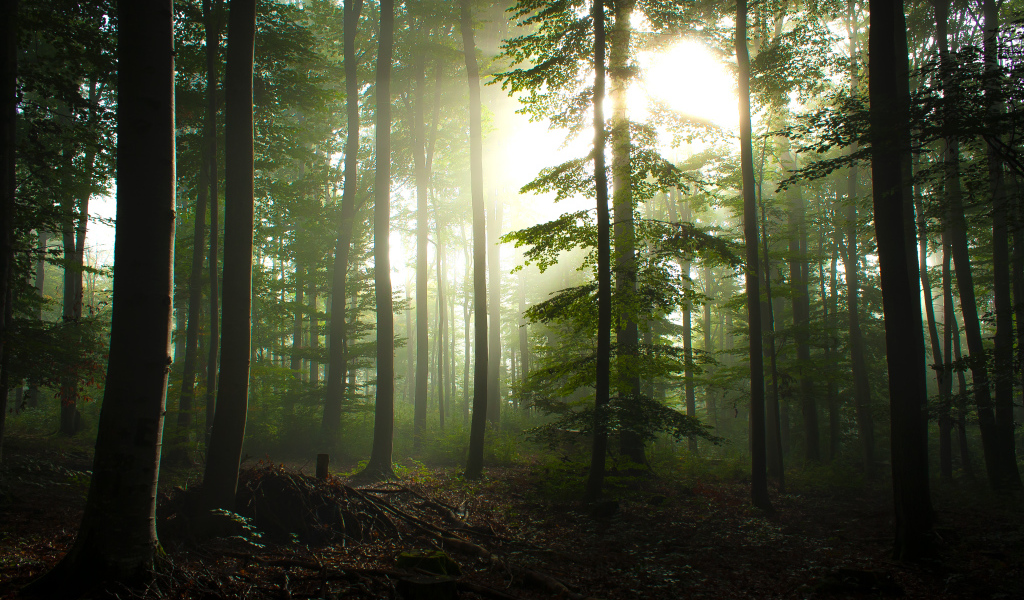 Fog in the forest near the town of Waldenbuch, Germany Desktop