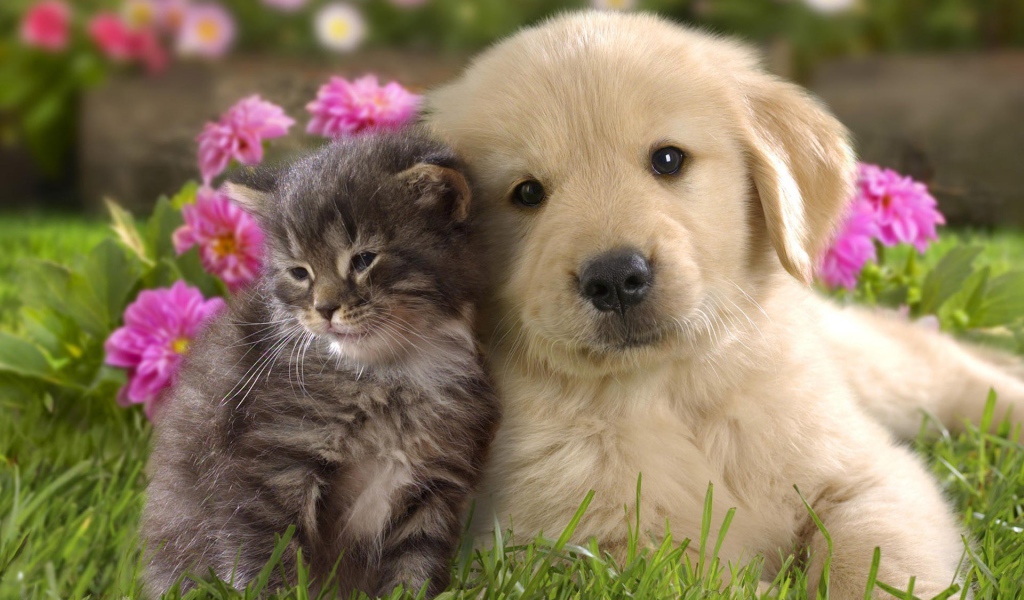 Ласковые котенок и щенок на фоне цветов