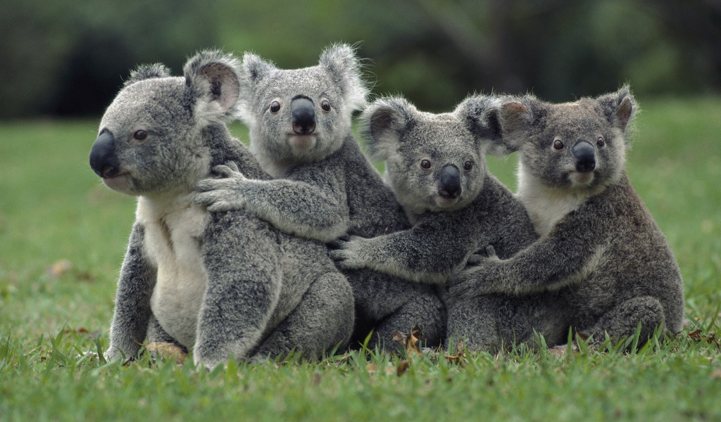 Four koalas on the lawn