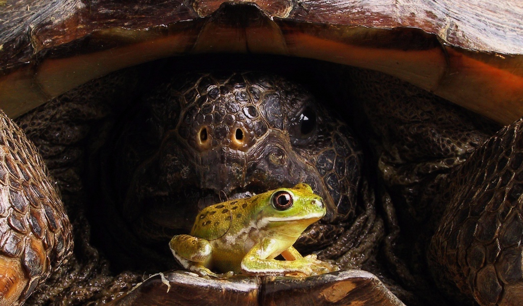 Лягушка на панцире большой черепахи