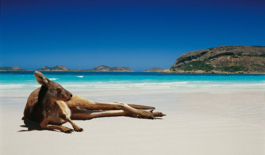 Кенгуру лежит на пляже