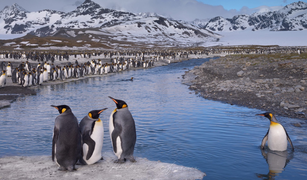 Пингвин стоит по пояс в воде