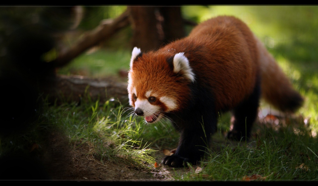 Красная панда ищет чем поживиться