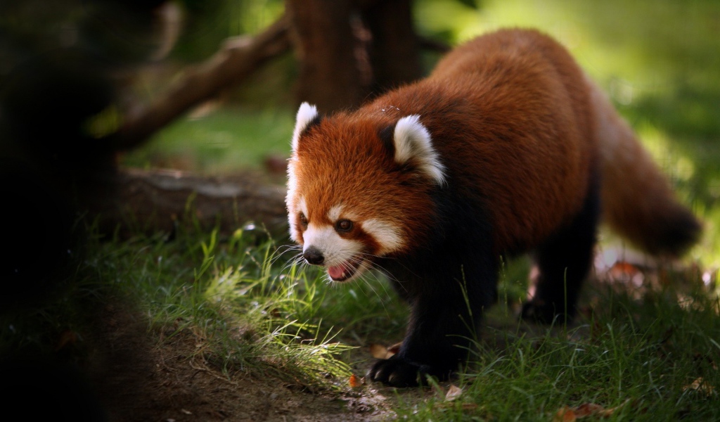 Красная панда идет по траве в лесу