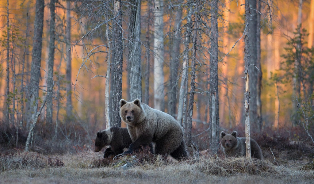 Семья медведей гуляет в лесу