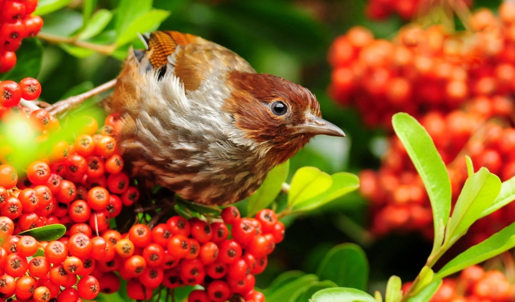 Птица лакомится красными ягодами на ветке