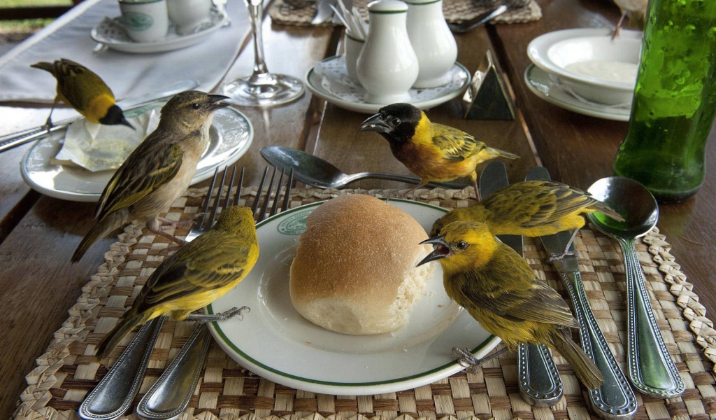 Птицы клюют хлеб на столе