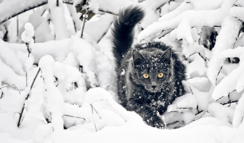 Кот среди покрытых снегом веток