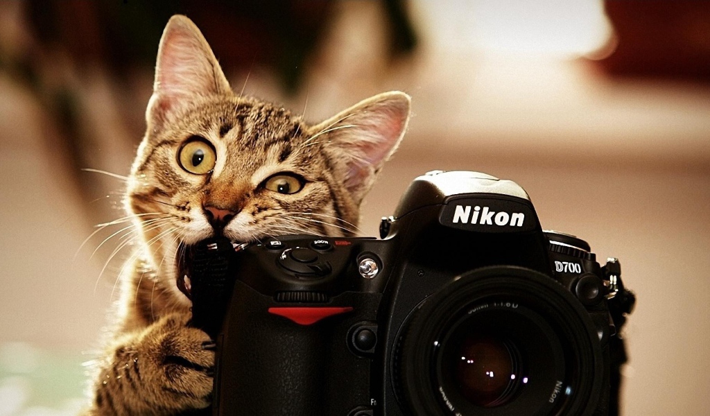Кот грызет фотоаппарат Никон