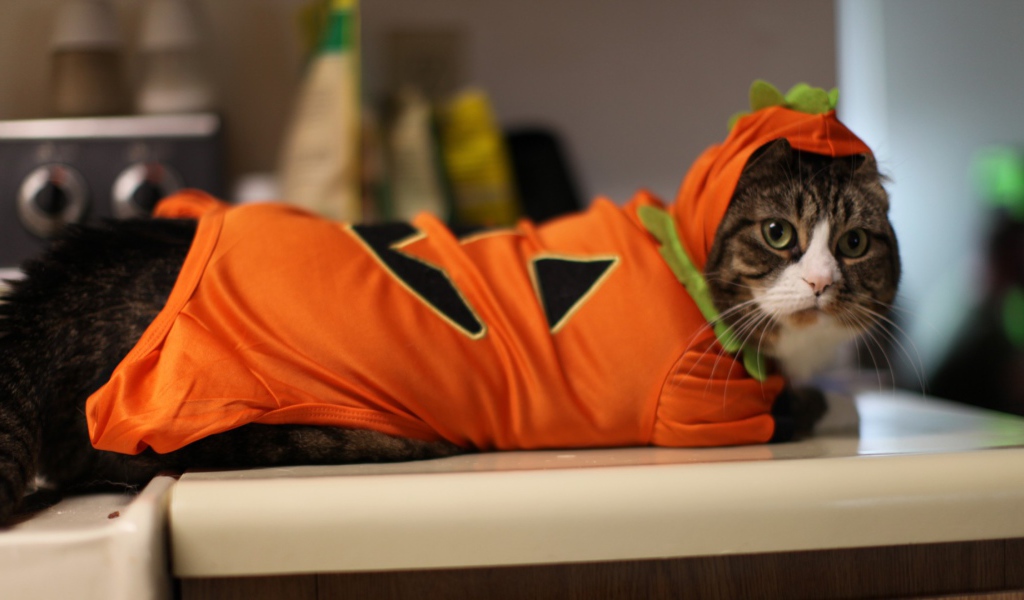 Кот в оранжевой одежде