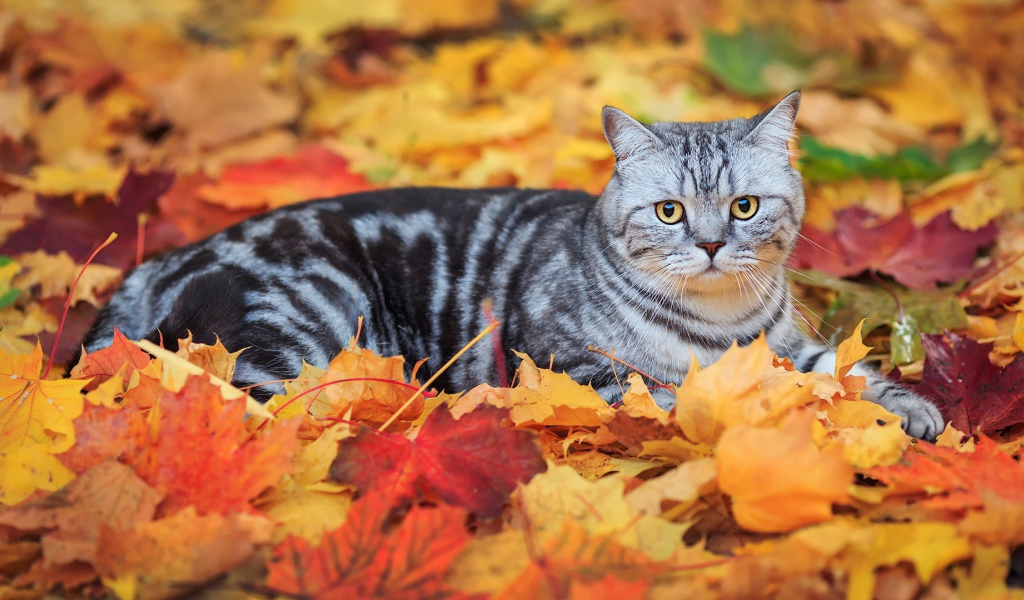 Cat lying on fallen leaves