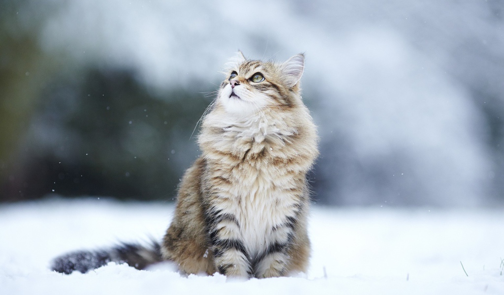Кот сидит на снегу и смотрит вверх