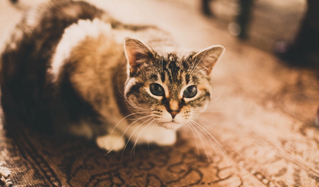 Домашняя кошка сидит на ковре