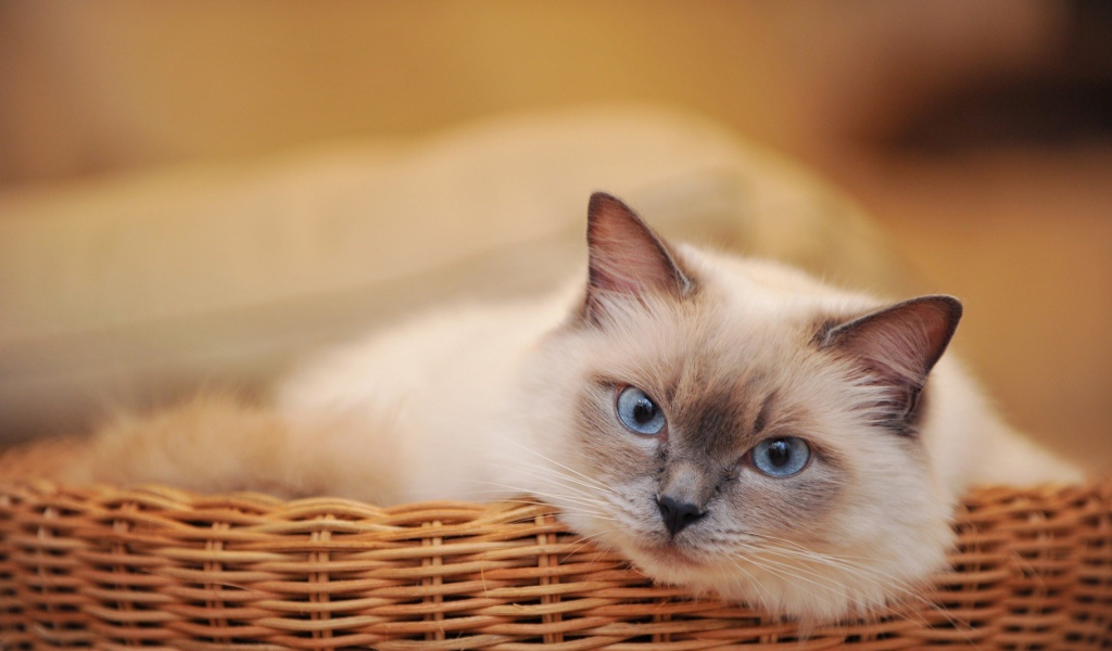 Пушистая сиамская кошка в соломенной корзине