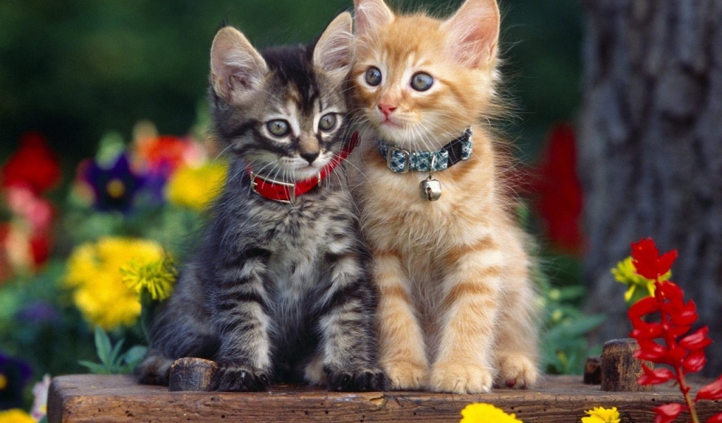Серый и рыжий котенок в ошейниках