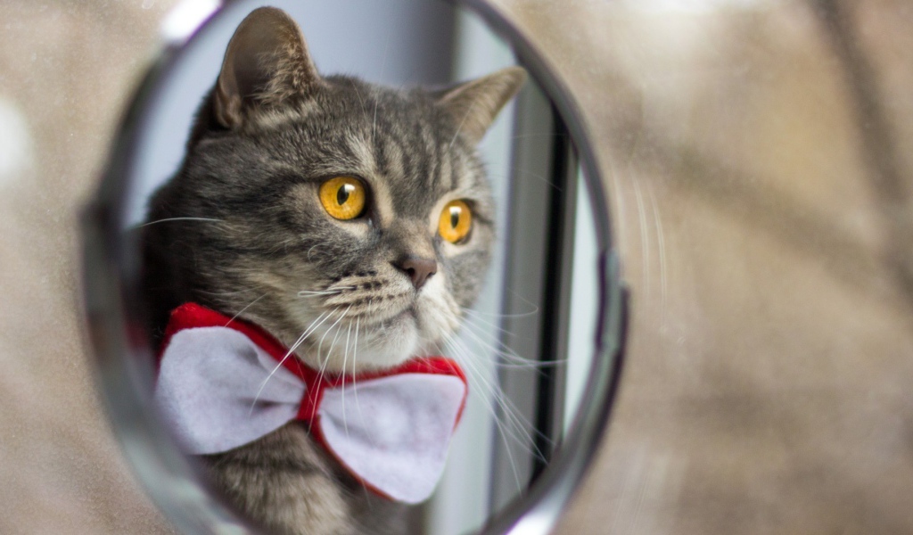 Серый кот в бабочке у зеркала