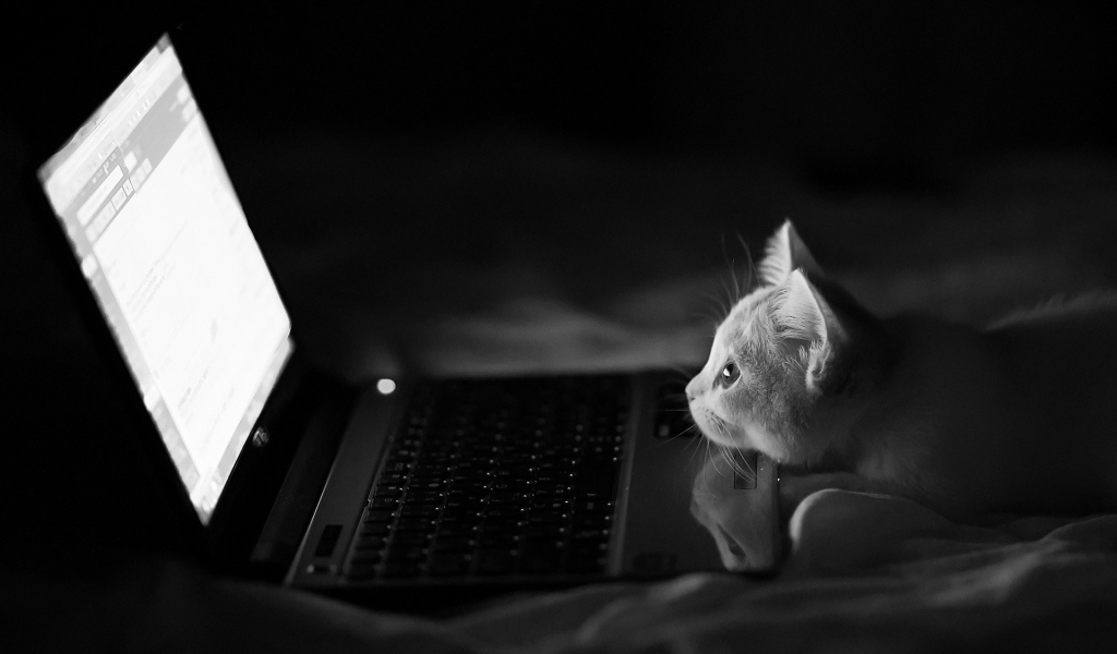Серый котенок смотрит в ноутбук