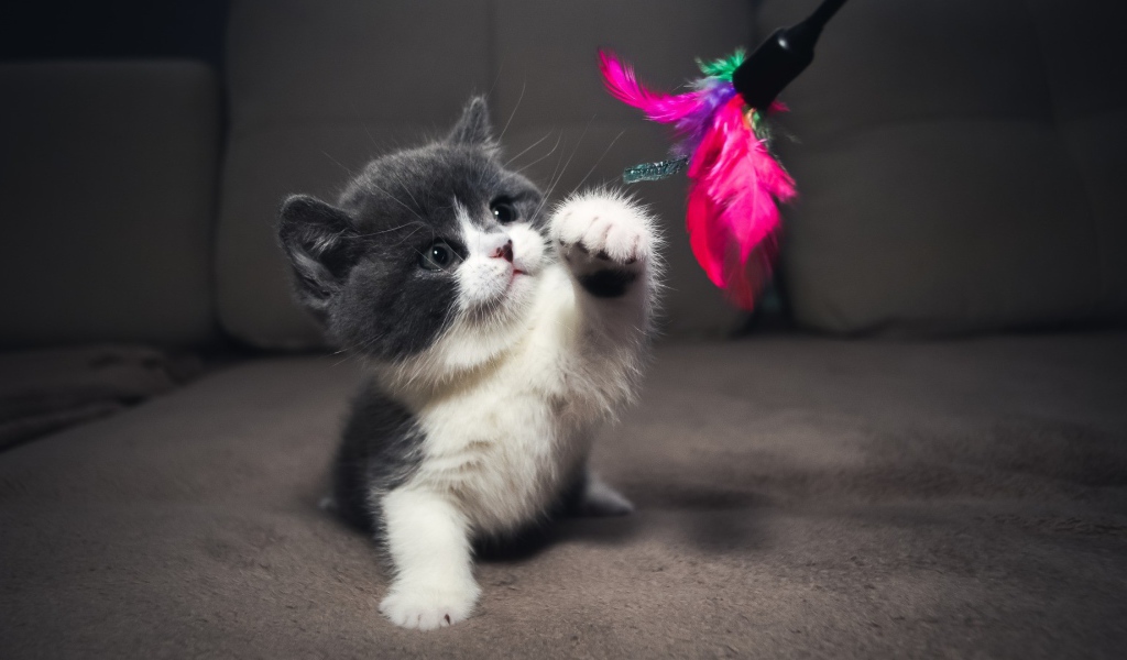 Серый котенок играет с игрушкой