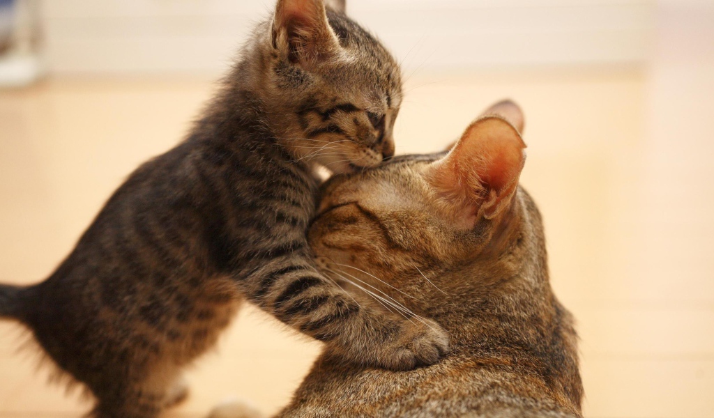 Котенок целует свою маму