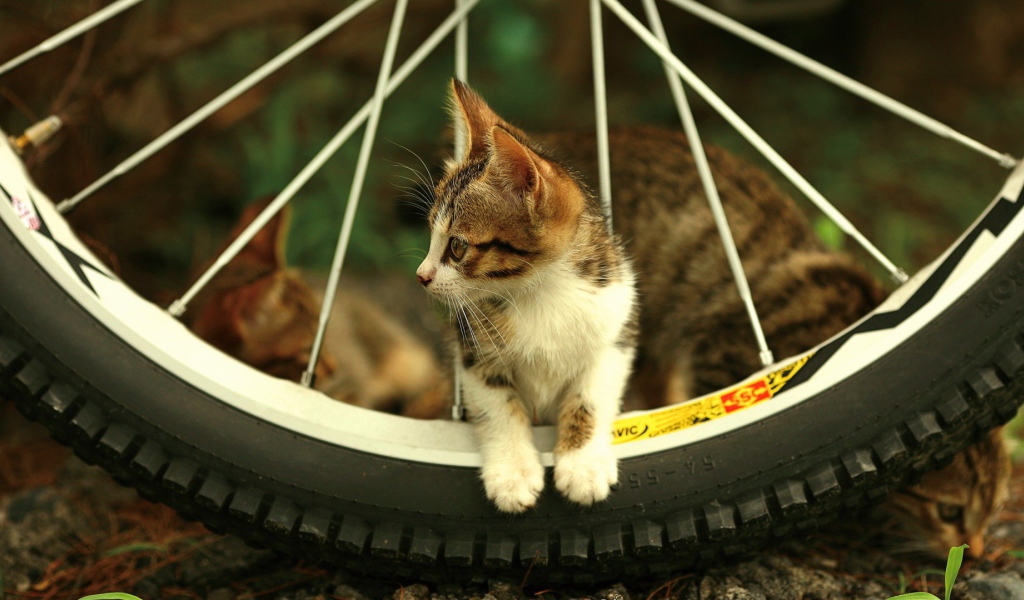 Котенок на велосипедном колесе