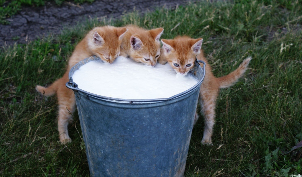 Рыжие котята пьют молоко из ведра