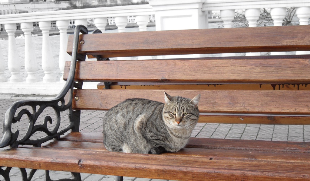 Уличный кот сидит на скамье в городе