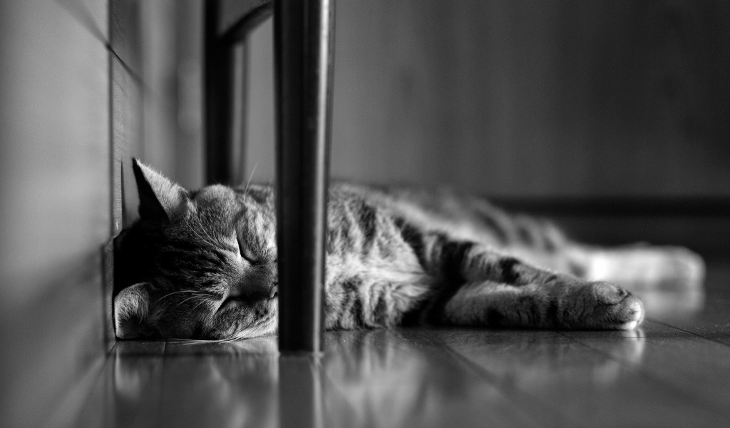 Кот сладко спит под стулом
