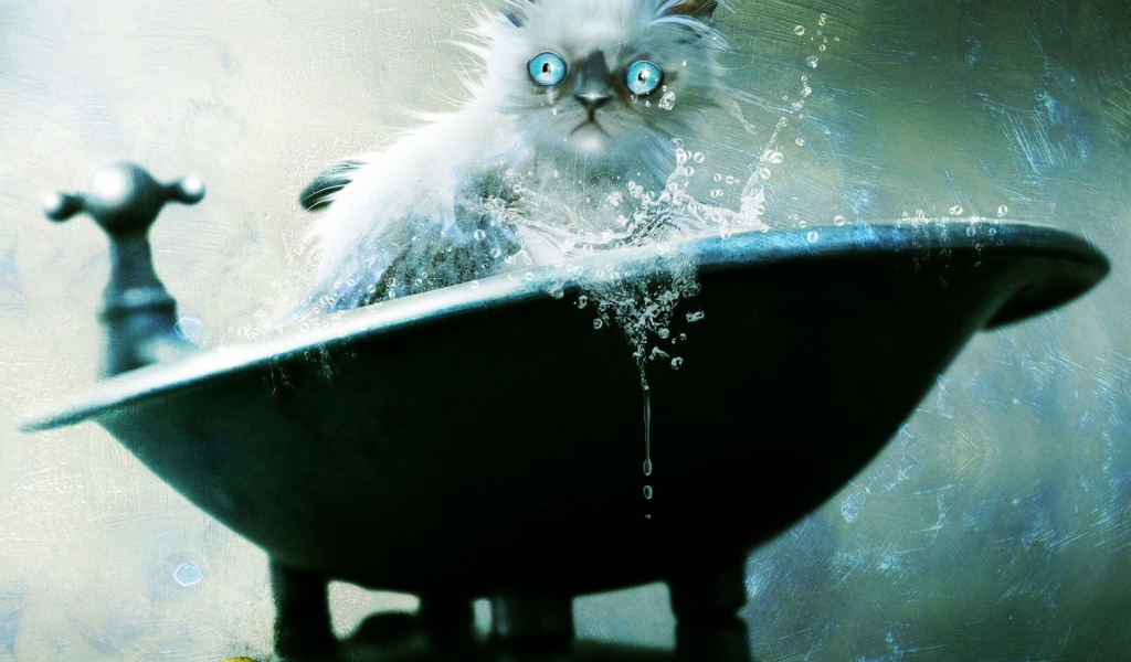 Голубоглазый кот не рад купанию